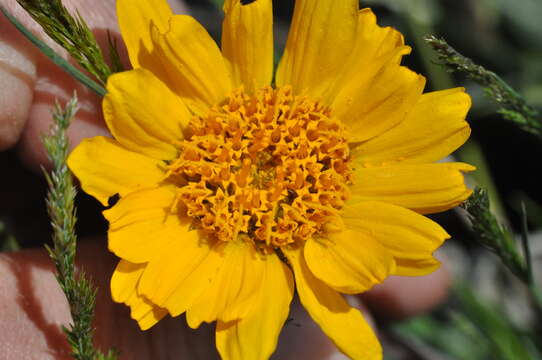 Image of serrate balsamroot