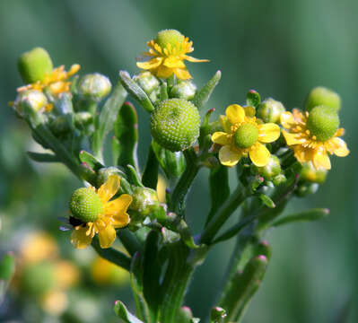 Image of cursed buttercup