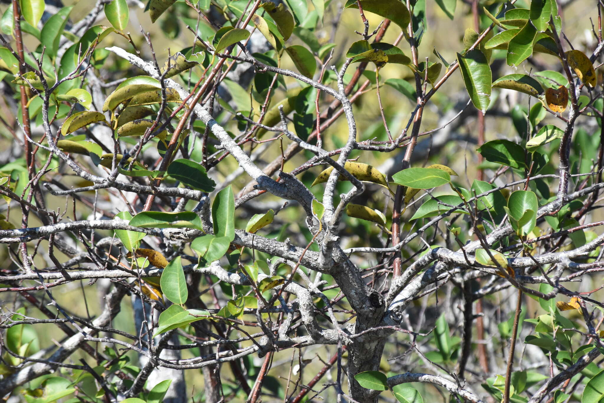 Слика од Annona glabra L.