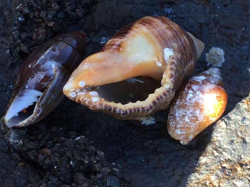 Image of Florida Rock Shell