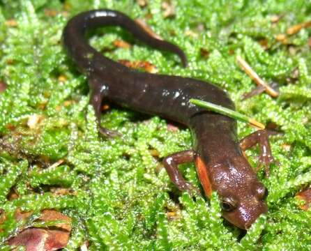 Image of Imitator Salamander