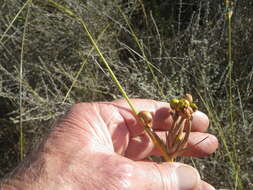 Image of Bobartia indica L.