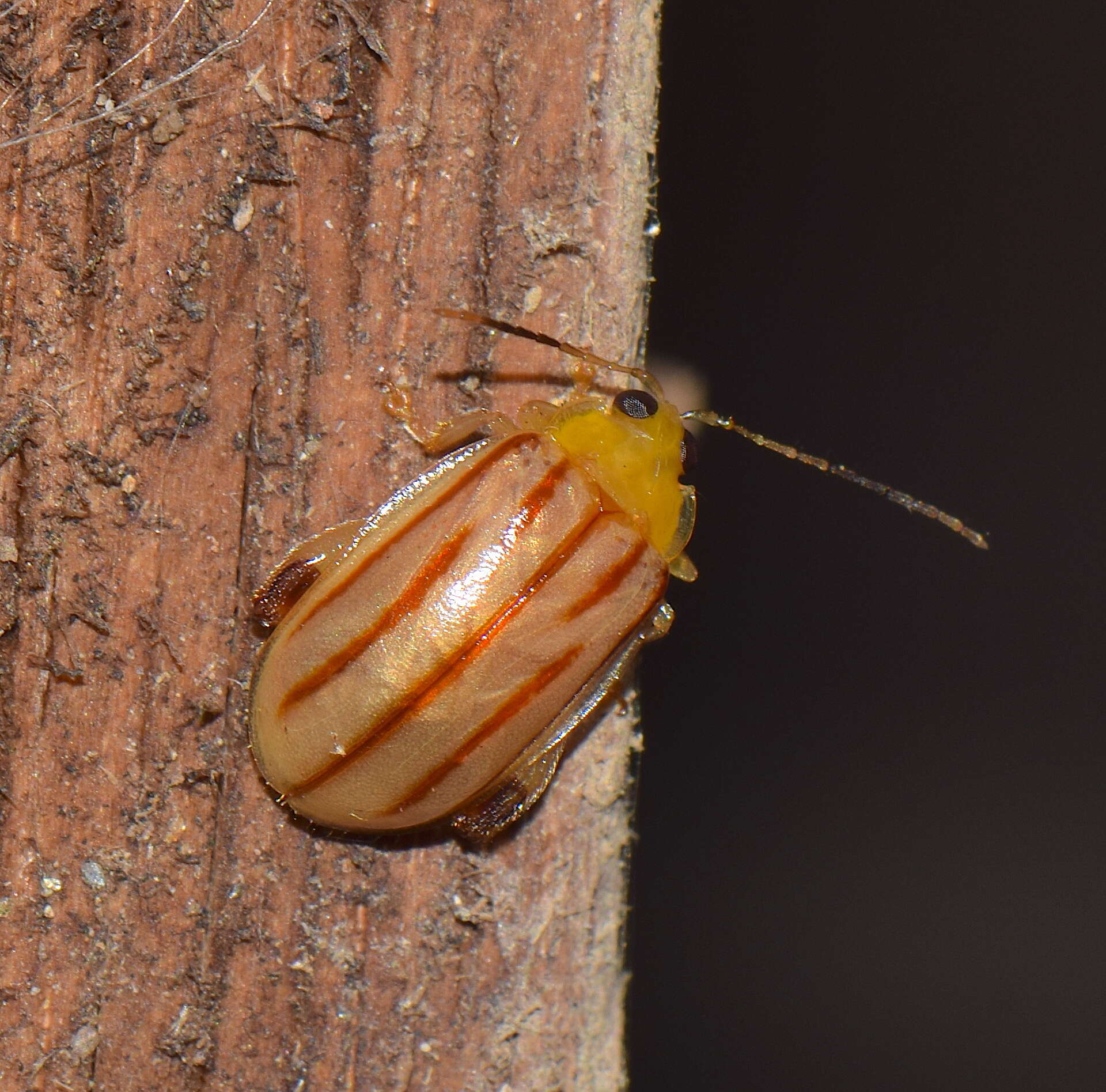 Image de Walterianella Bechyné 1955