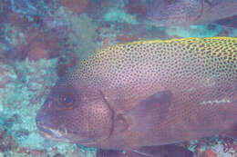 Image of Black-foot sweetlips