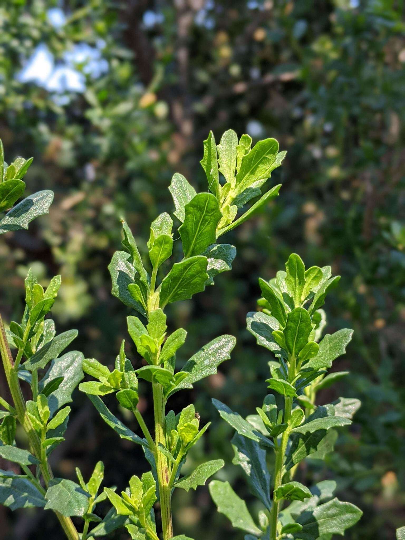 Image of Baccharis pilularis subsp. consanguinea (DC.) C. B. Wolf