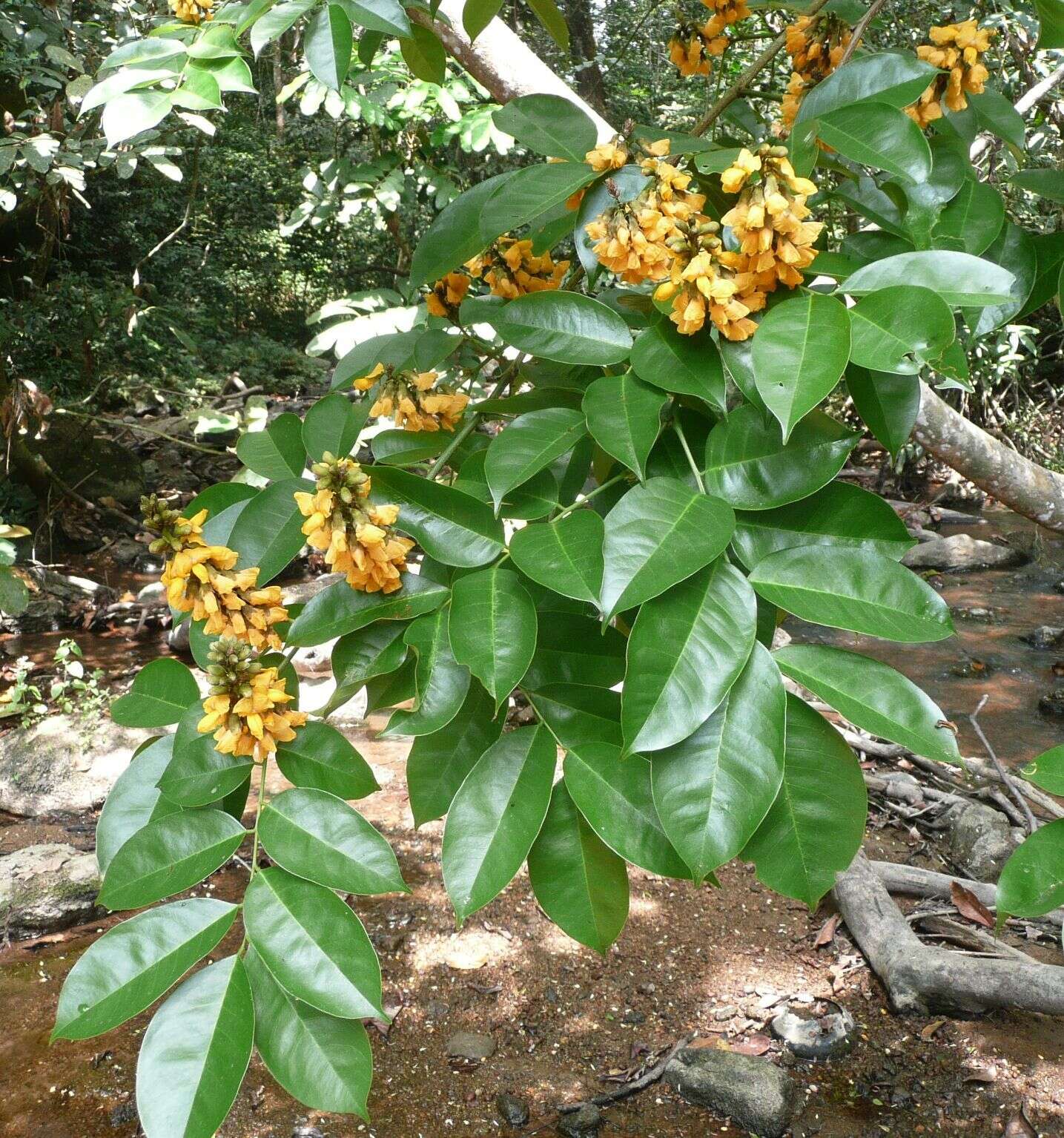 Image of Pterocarpus santalinoides DC.