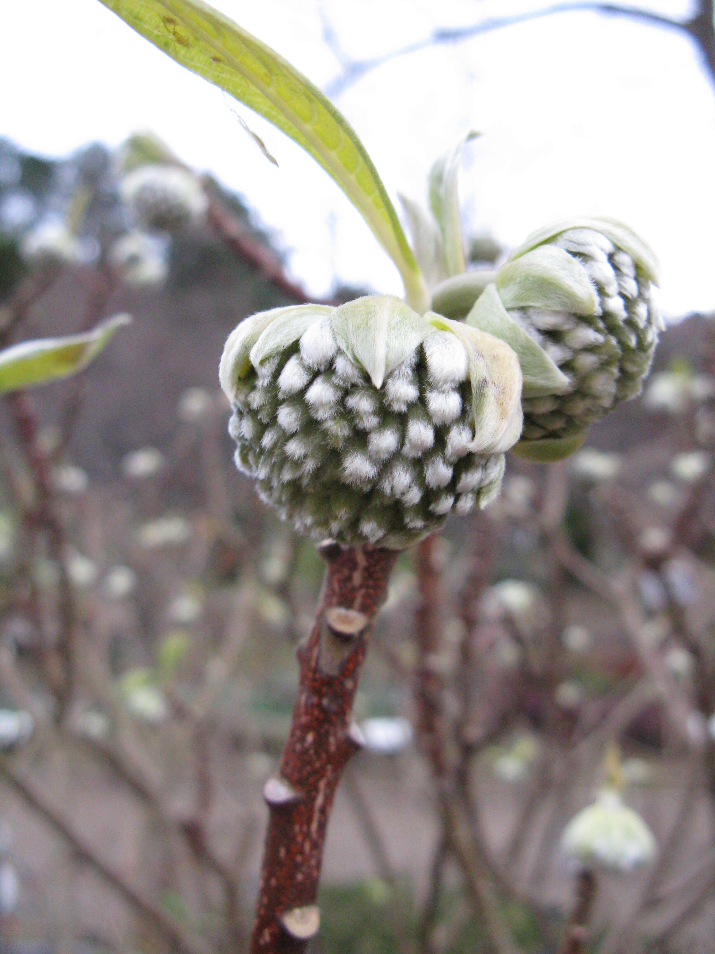 Image of Oriental paperbush