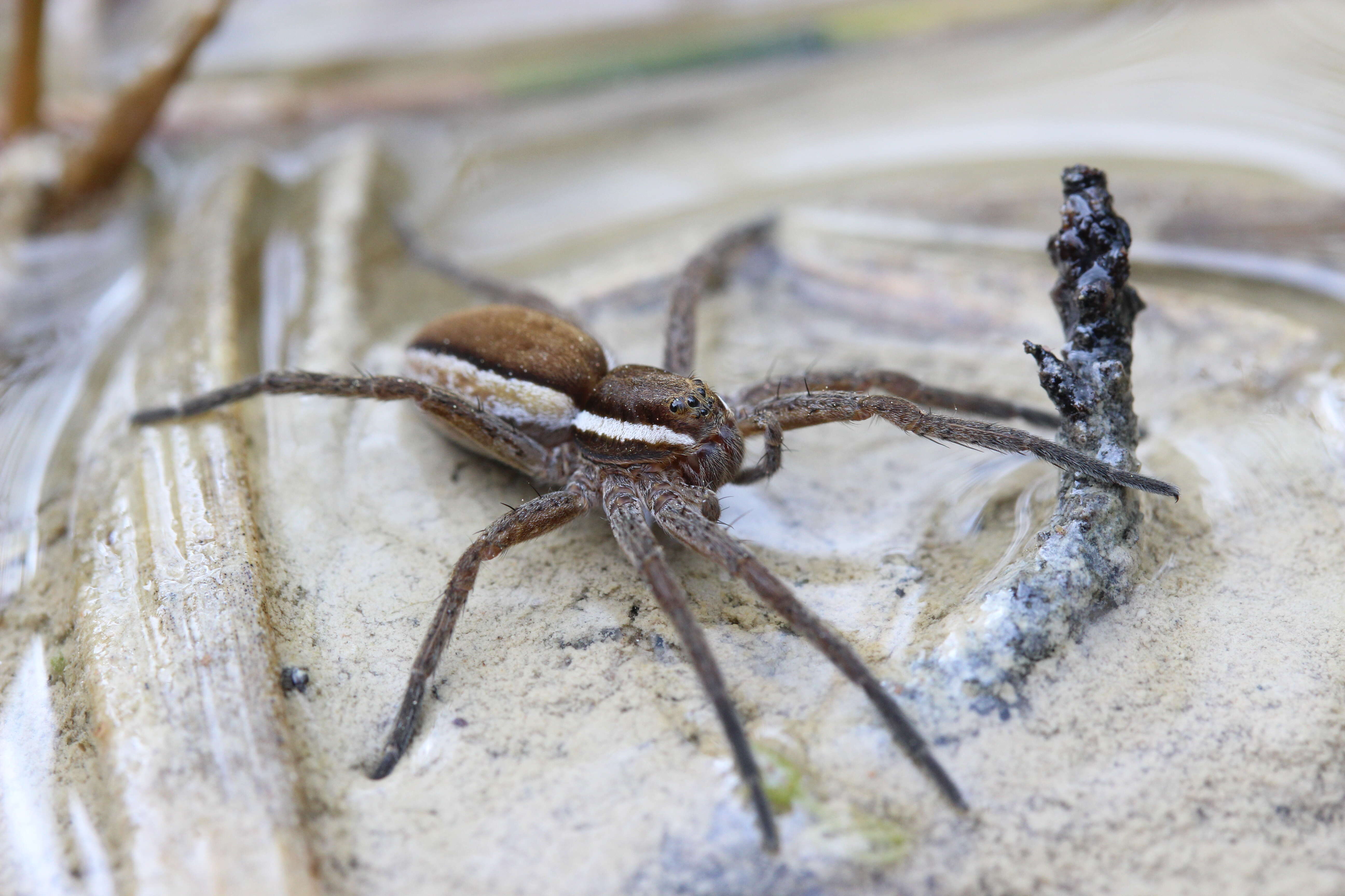 Image of Raft spider