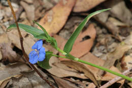 Commelina lanceolata R. Br.的圖片