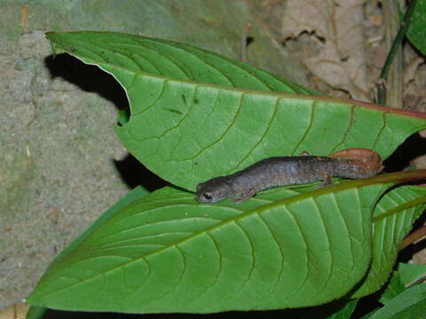 Image of Coffee Grove Salamander