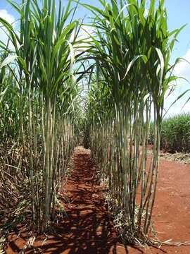 Image of sugarcane