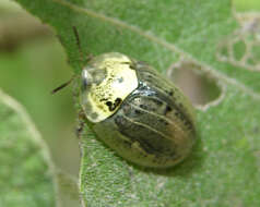 Слика од Physonota alutacea Boheman 1854