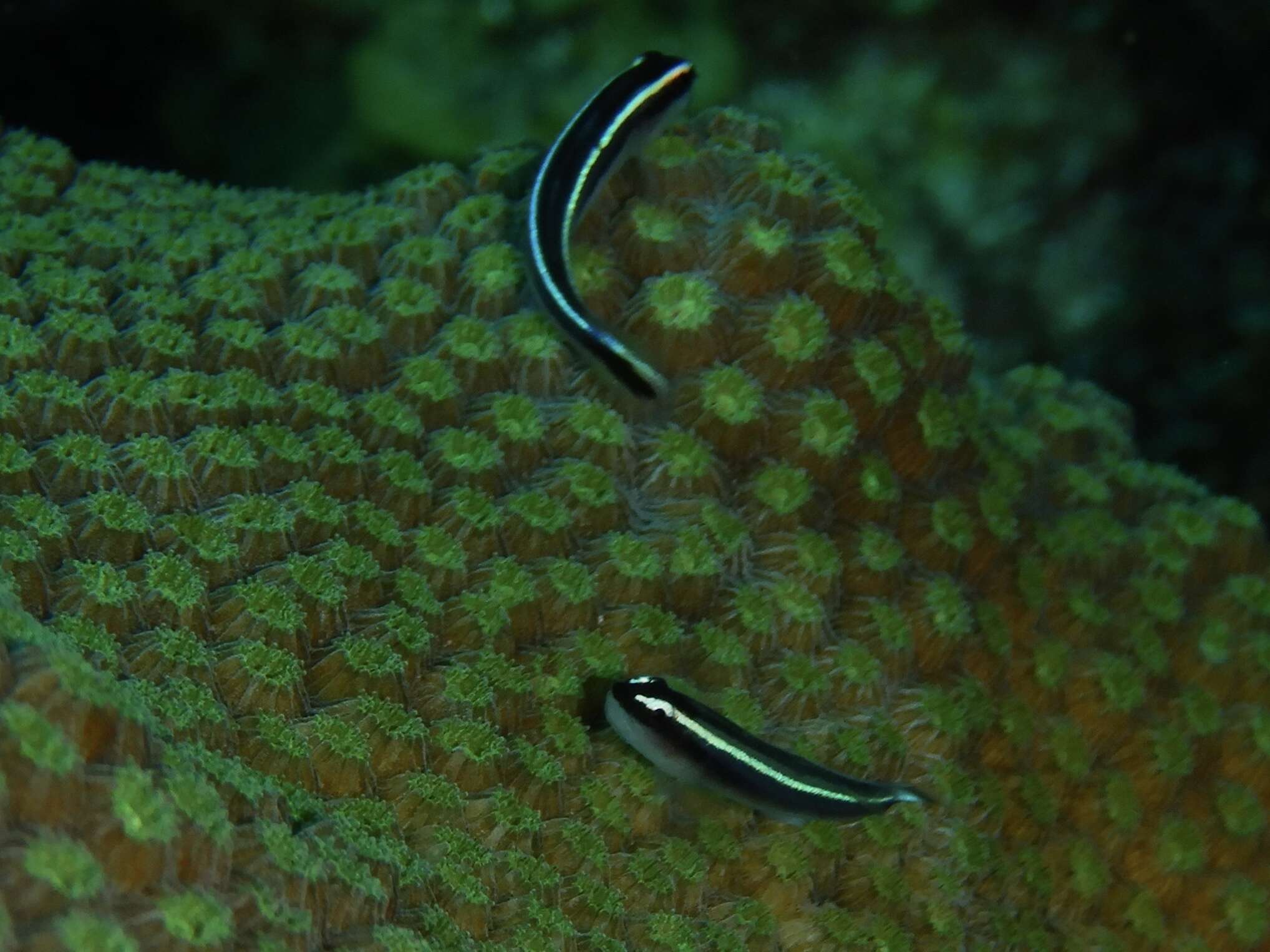 Image of Caribbean neon goby