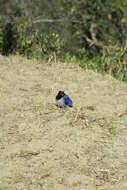 Image of Blue Magpie