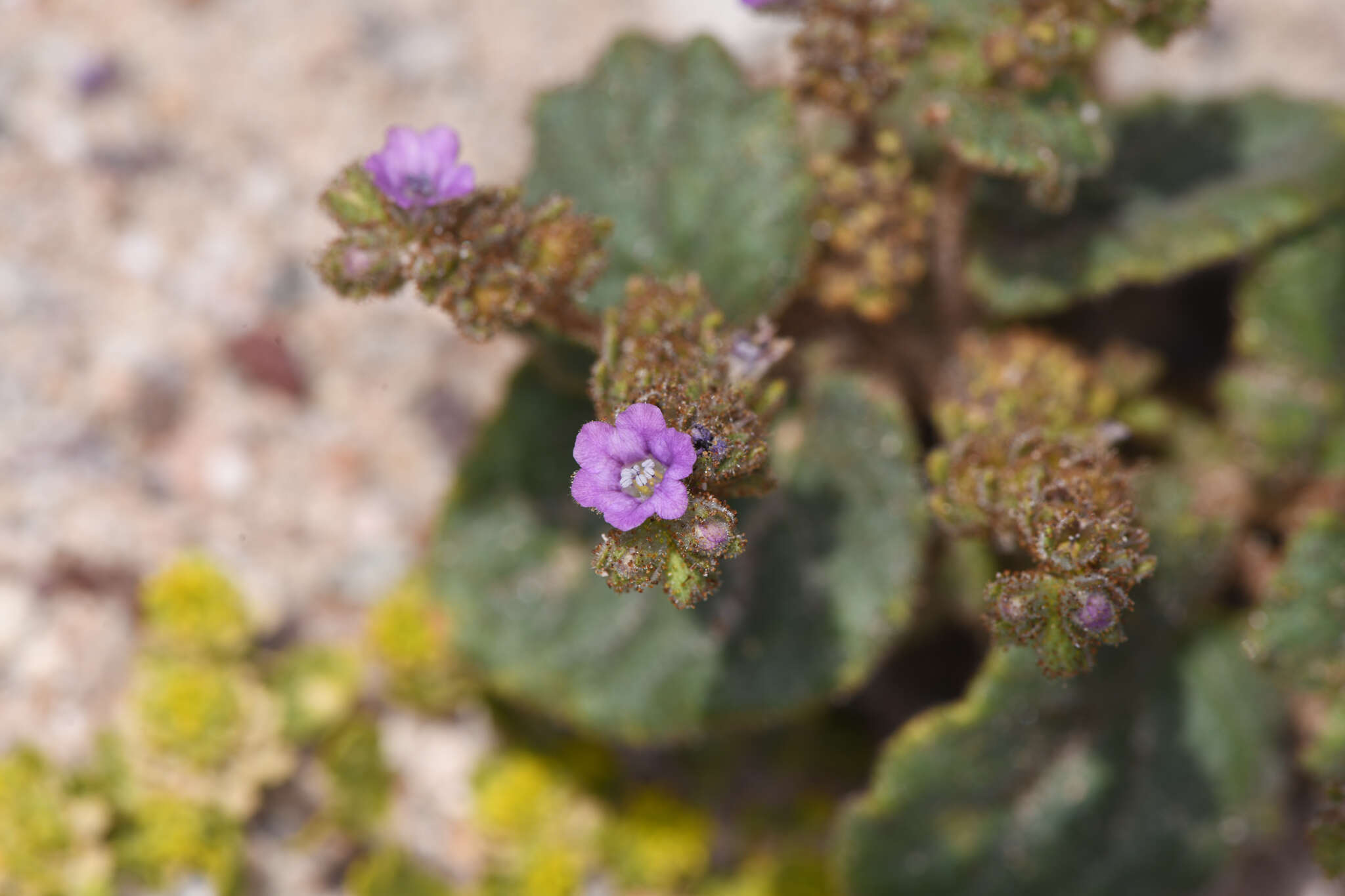 Image of blacktack phacelia