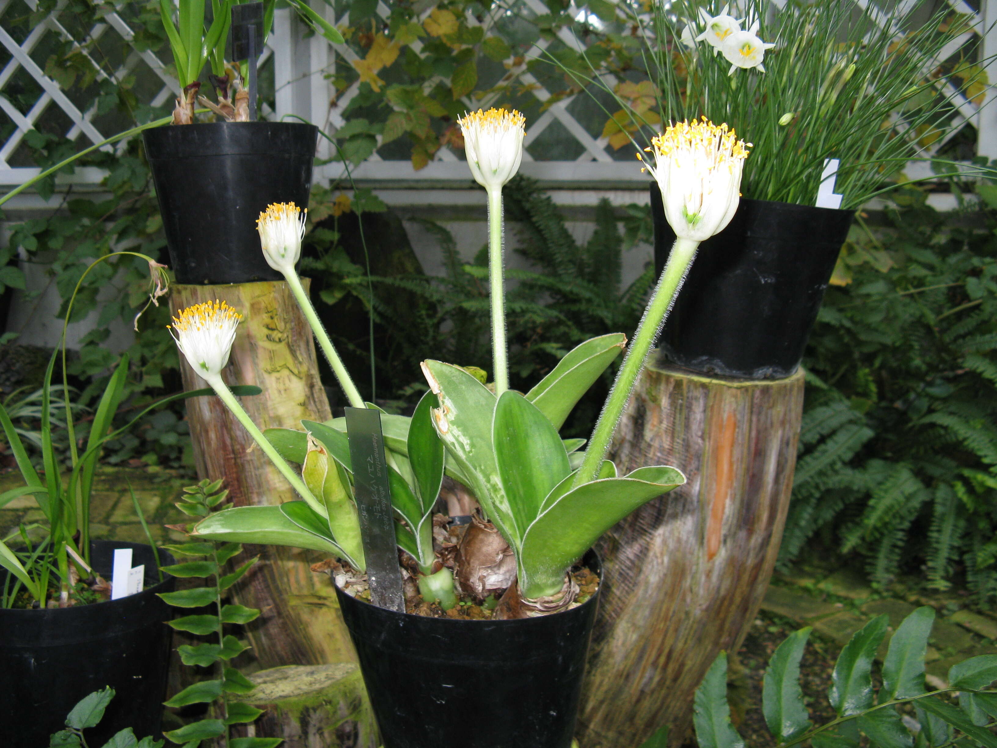 Imagem de Haemanthus albiflos Jacq.