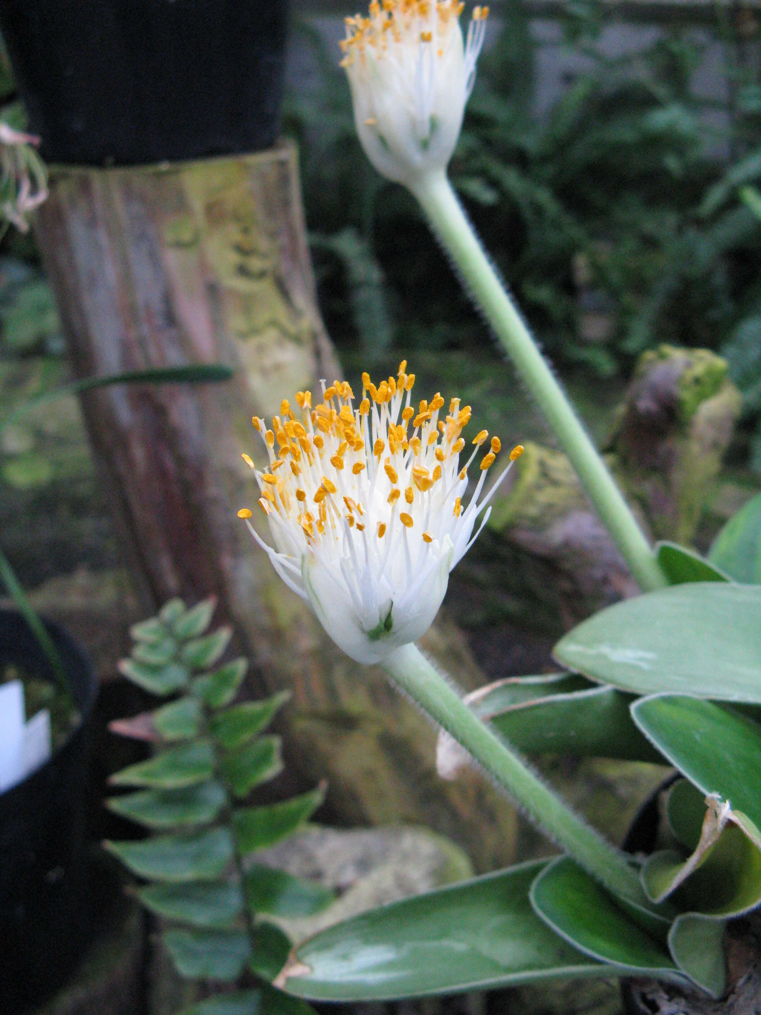 Imagem de Haemanthus albiflos Jacq.