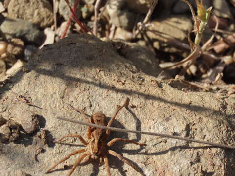 Image of Lycosa fasciiventris Dufour 1835