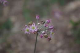 Image of Allium mirzajevii Tscholok.