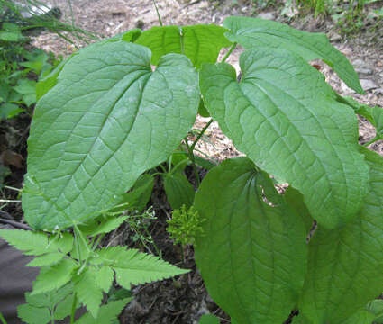 Image of upright carrionflower