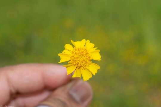 Image de Tridax balbisioides (Kunth) A. Gray