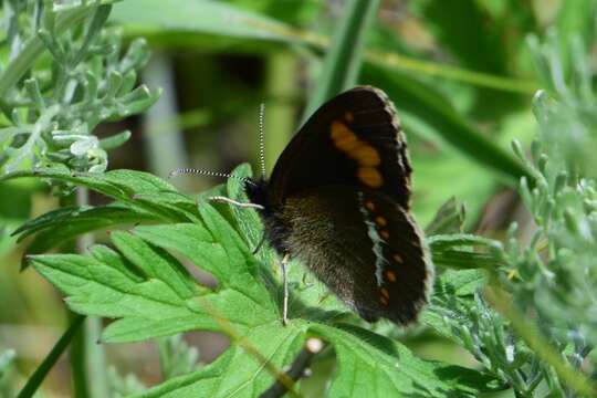 Erebia turanica Erschoff 1876 resmi