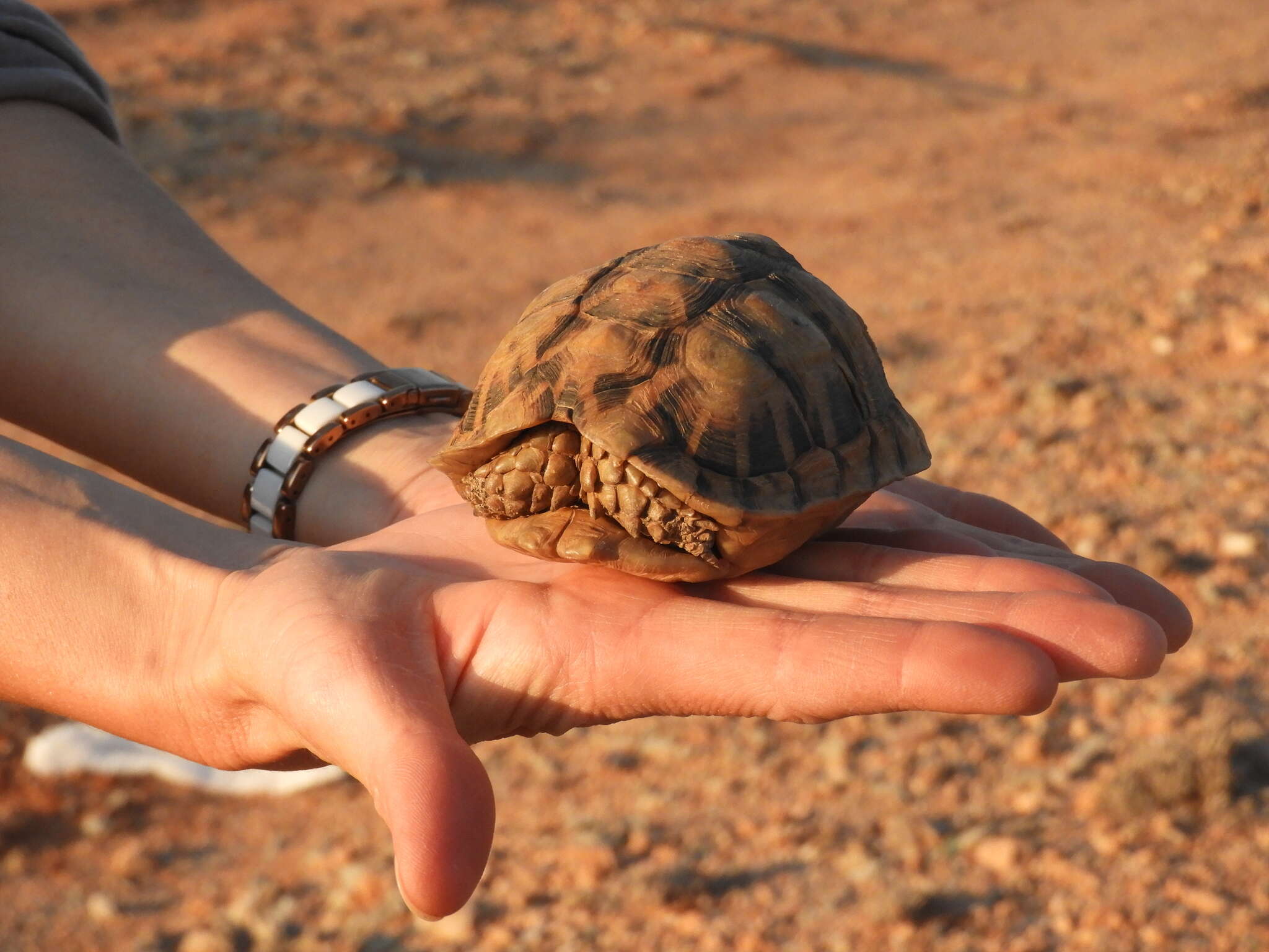 Image of Northern Tent Tortoise