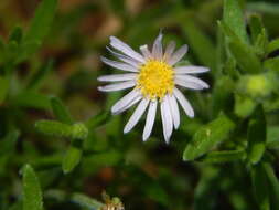 Image of Felicia clavipilosa subsp. transvaalensis Grau