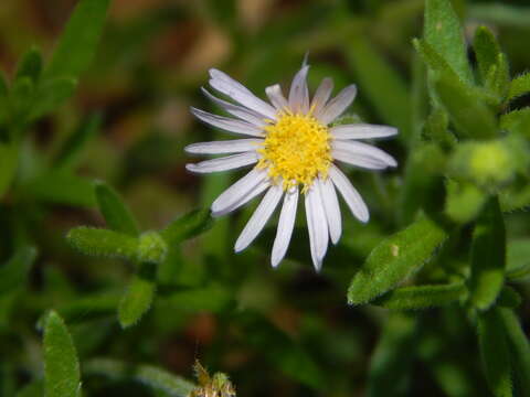 Image of Felicia clavipilosa subsp. transvaalensis Grau