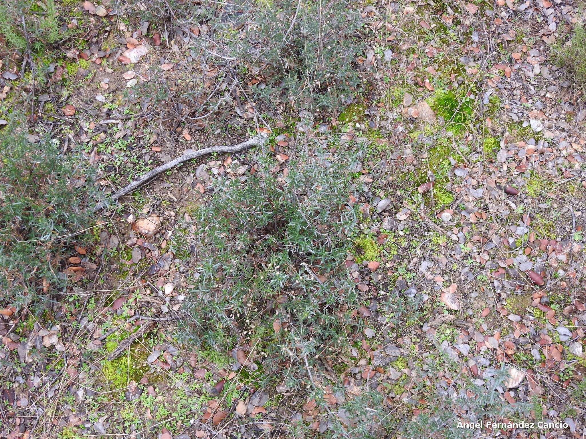 Image of Halimium umbellatum subsp. viscosum (Willk.) O. Bolós & Vigo