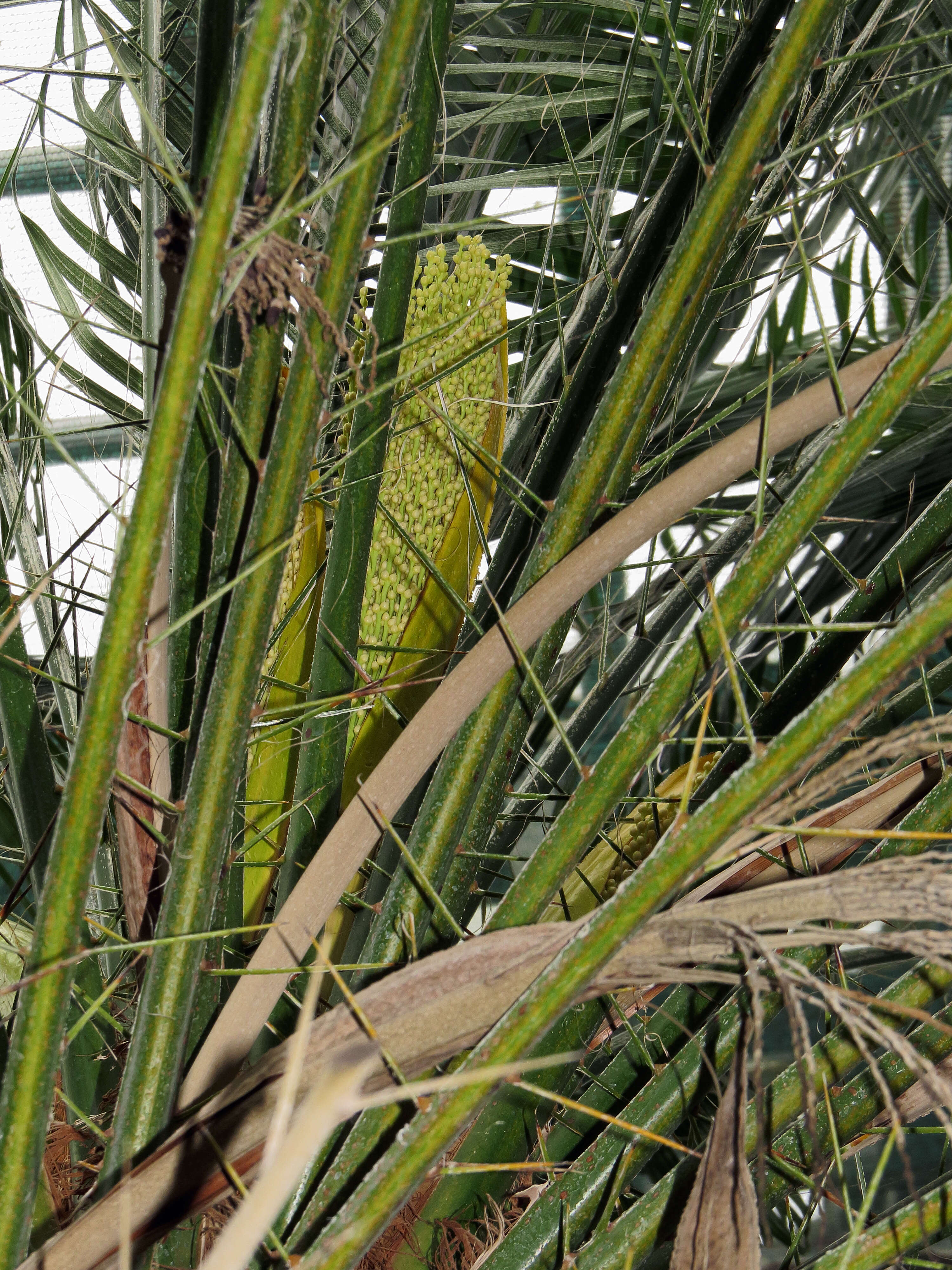 Image of pygmy date palm