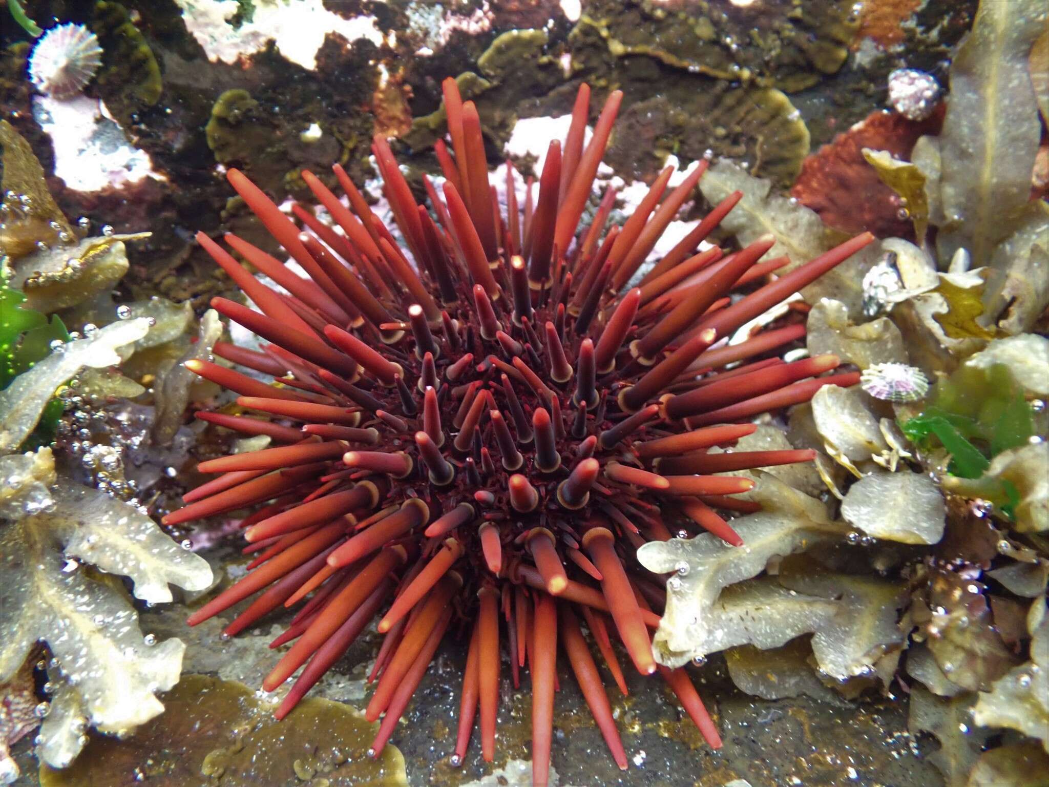 Image of Heliocidaris tuberculata (Lamarck 1816)