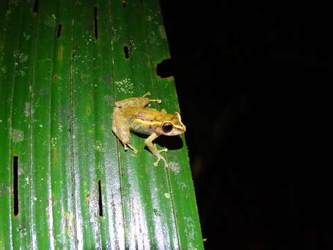 Sivun Pristimantis laticlavius (Lynch & Burrowes 1990) kuva