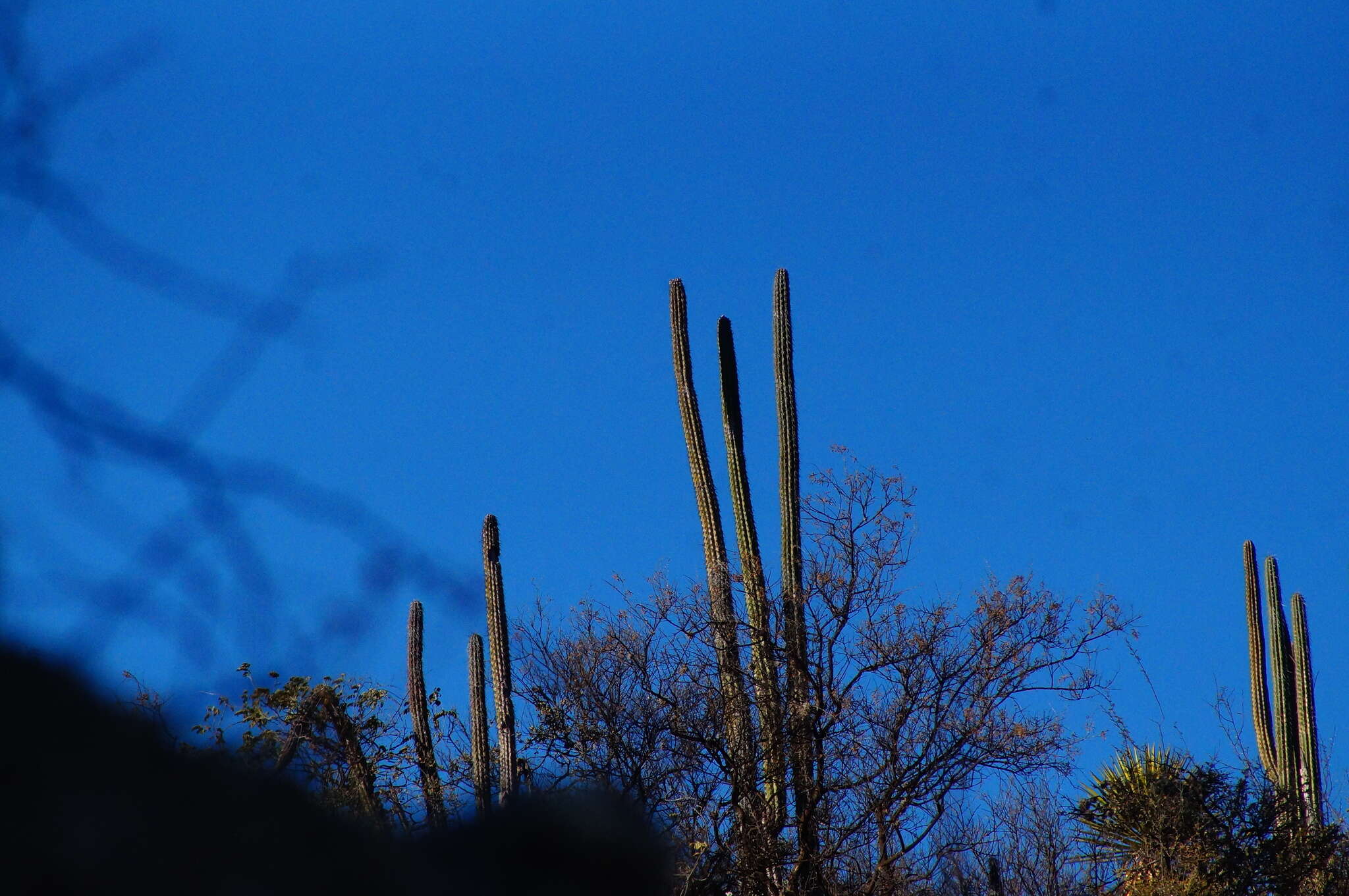 Image of Pachycereus hollianus (F. A. C. Weber) Buxb.