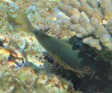 Image of Coral Sea gregory