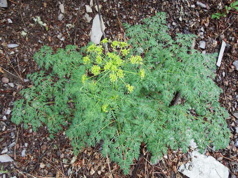 Image of fernleaf biscuitroot