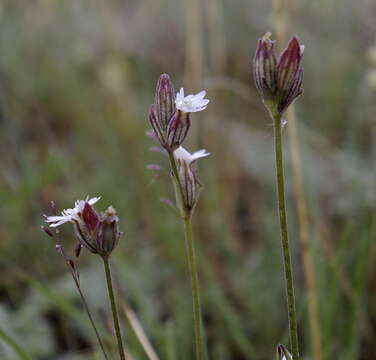 Слика од Silene ostenfeldii (A. E. Porsild) J. K. Morton