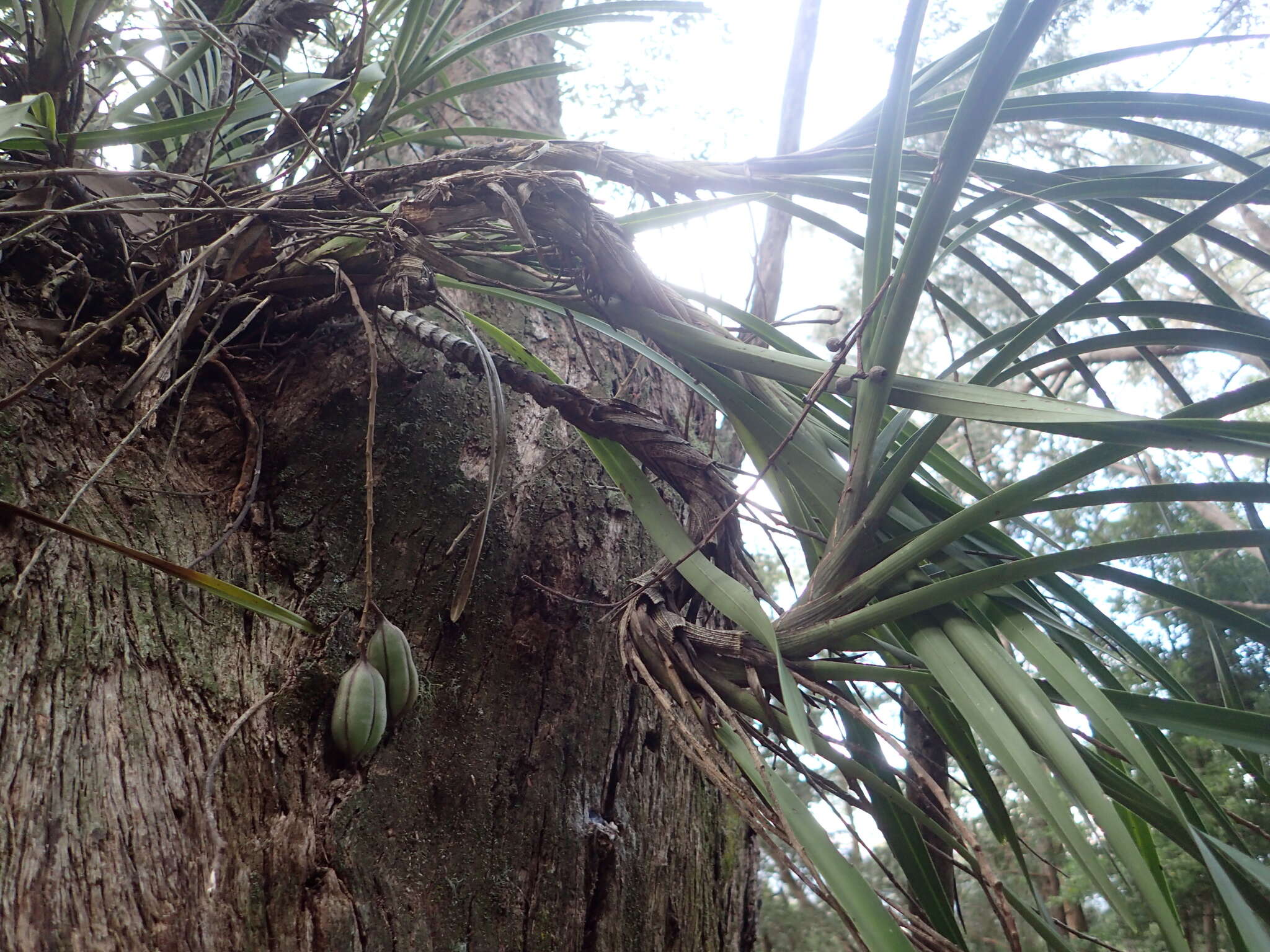 Image of Snake orchid