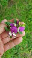 Image of myrtle-leaf milkwort