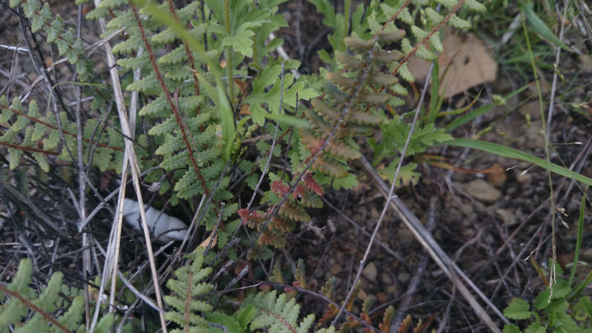 Image of golden lipfern