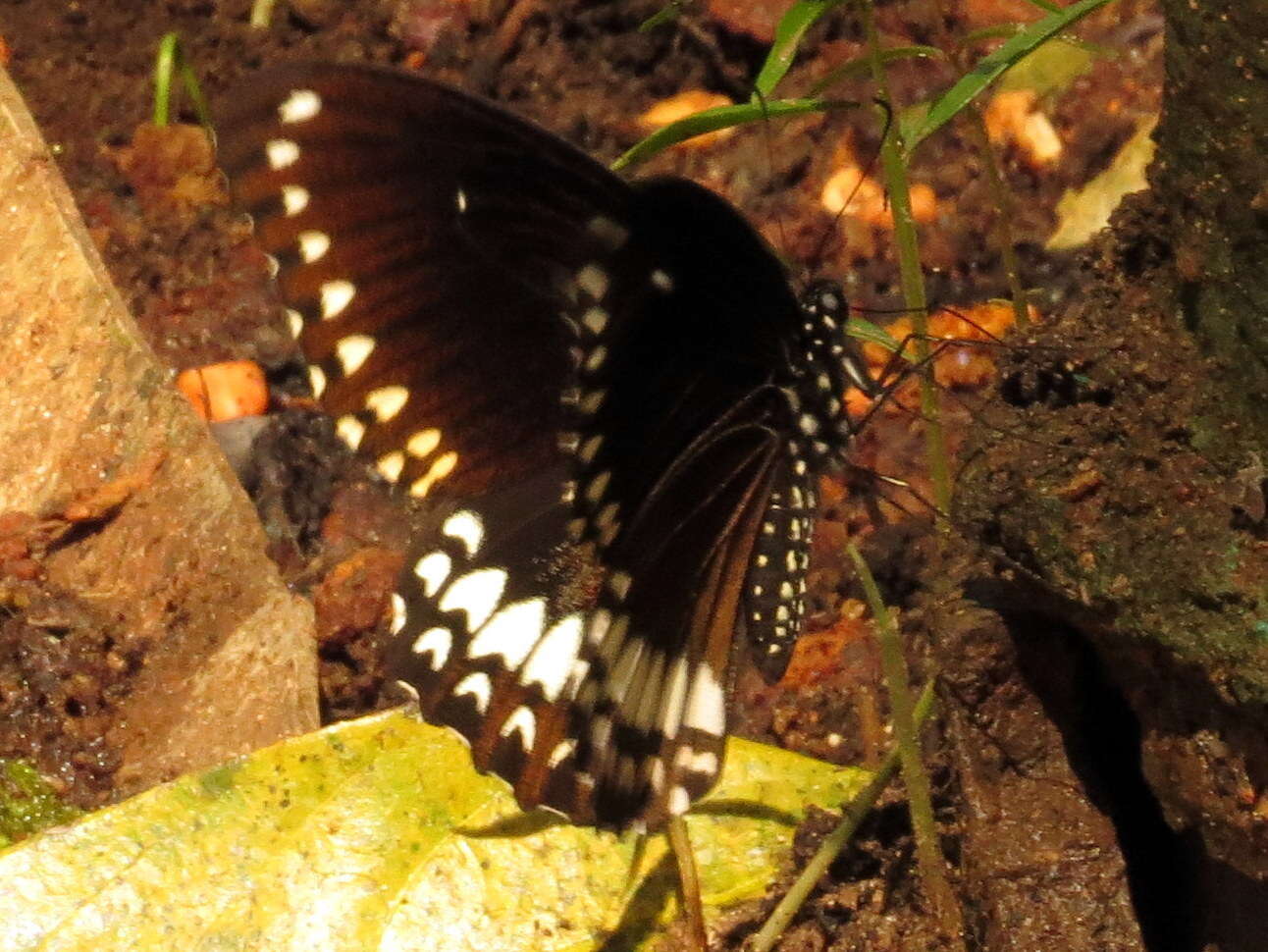 Image of Malabar Raven