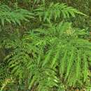 Image of Fern