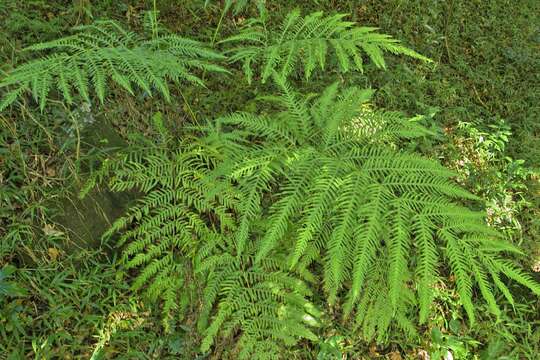 Imagem de Pteris dentata Forsk.