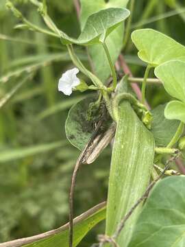 Image of Ipomoea biflora (L.) Pers.