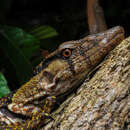 Varanus dumerilii Schlegel 1839 resmi