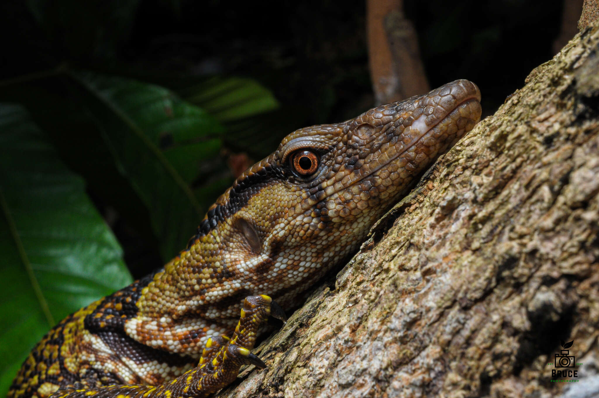 صورة Varanus dumerilii Schlegel 1839