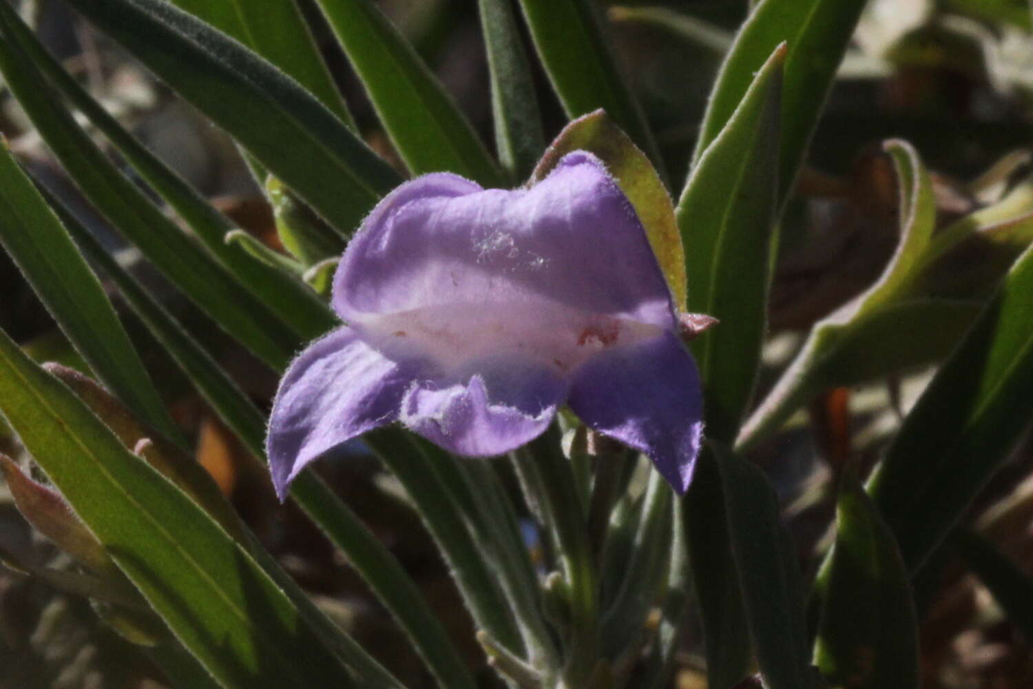 Image de Eremophila freelingii F. Muell.