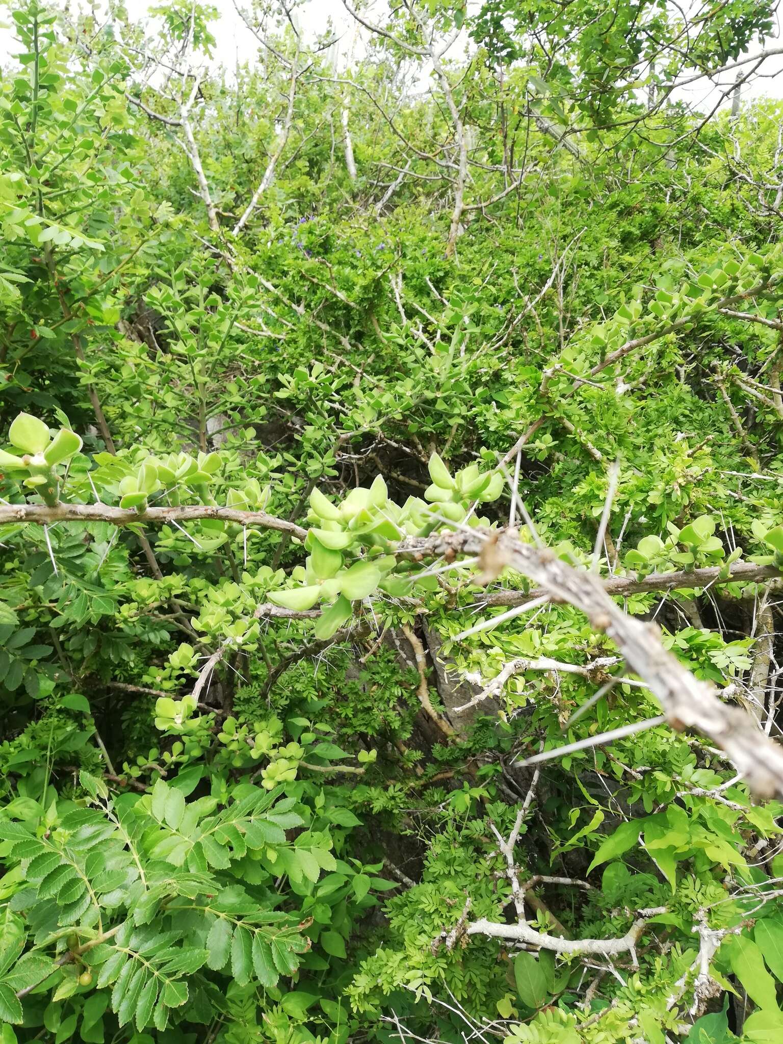 Image of Pereskiopsis rotundifolia (DC.) Britton & Rose