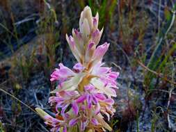 Image of Satyrium erectum Sw.