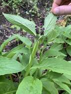 Image of comfrey